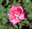 Lobo rose photo