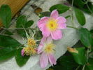 Basye's Legacy rose photo