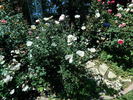 Sharon's Delight™ rose photo