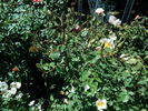 Sharon's Delight™ rose photo