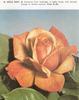 Uncle Merc rose photo