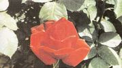 Karma rose photo