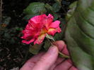 Monique Chiffon rose photo