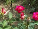 Brisbane Blush rose photo
