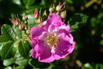 Magnifica rose photo