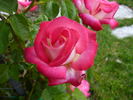 Suni ® rose photo