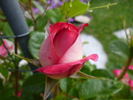 Suni ® rose photo