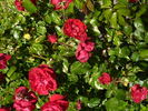 Elie Semoun rose photo