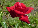 Château d'Amboise® rose photo