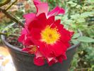 Ralph's Creeper™ rose photo