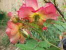 Ralph's Creeper™ rose photo