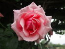 Hagoromo rose photo
