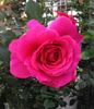 Grace Queen rose photo