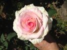 Magnificence rose photo