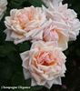 Champagne Elegance rose photo