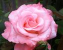 Sheer Elegance ™ rose photo