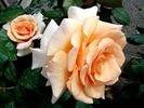 Clodagh McGredy rose photo