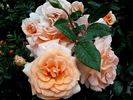 Clodagh McGredy rose photo