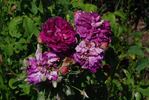 Velours Épiscopal rose photo