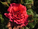 Monique Chiffon rose photo
