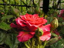 Monique Chiffon rose photo