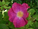 Asta rose photo
