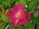 Asta rose photo