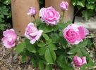 Madame Knorr rose photo