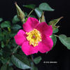Candy Mountain ™ rose photo