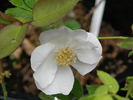 Paul's Single White Perpetual rose photo