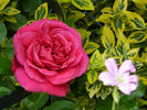 Play The Blues rose photo