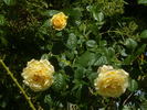 Cyrano de Bergerac® rose photo
