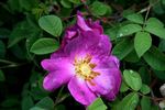Karin Schade rose photo