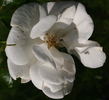Achtiyar rose photo