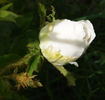 Blanc de Vibert rose photo