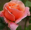 Chateau de Vaumarcus rose photo