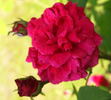 Deuil de Dr. Reynaud rose photo