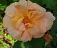 Independence Day rose photo