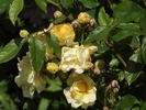 Callisto rose photo