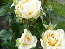Lilian Baylis rose photo