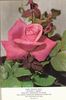 Lady Seton rose photo