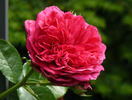 Play The Blues rose photo