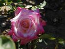 Agnes Winchel rose photo