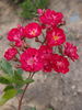 Alberich, Cl. rose photo