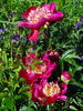 Ursyn Niemcewicz peony photo