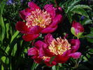 Ursyn Niemcewicz peony photo