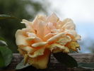 Mrs. Aaron Ward, Cl. rose photo