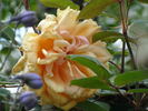 Mrs. Aaron Ward, Cl. rose photo