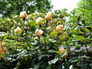 Mrs. Aaron Ward, Cl. rose photo