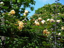 Mrs. Aaron Ward, Cl. rose photo